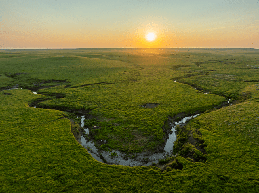 ‘We are losing it’: Forests taking over Kansas grassland