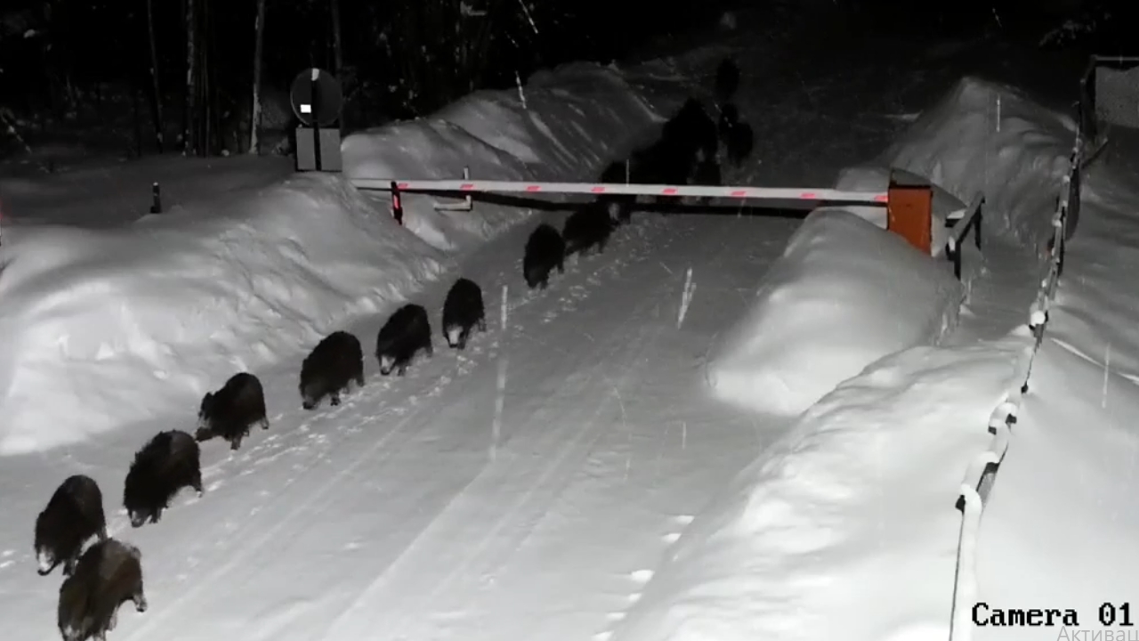 Wild boars make an unexpected appearance at Leningrad holiday village