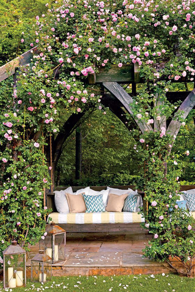 How to grow and care for climbing roses for a show-stopping display