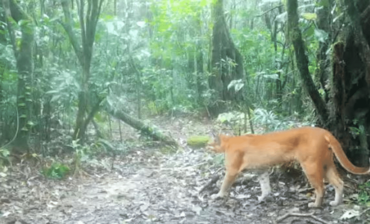 Elusive 'fire tiger' caught on camera A rare moment in Thailand's wild