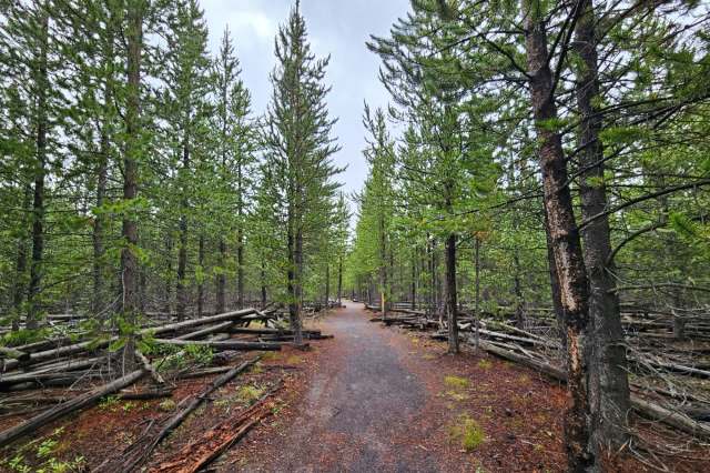 Experts thrilled as cameras capture never-before-observed behavior in ...