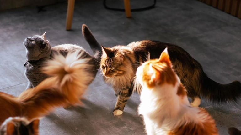 Razas de gatos ideales para apoyo emocional y compañía