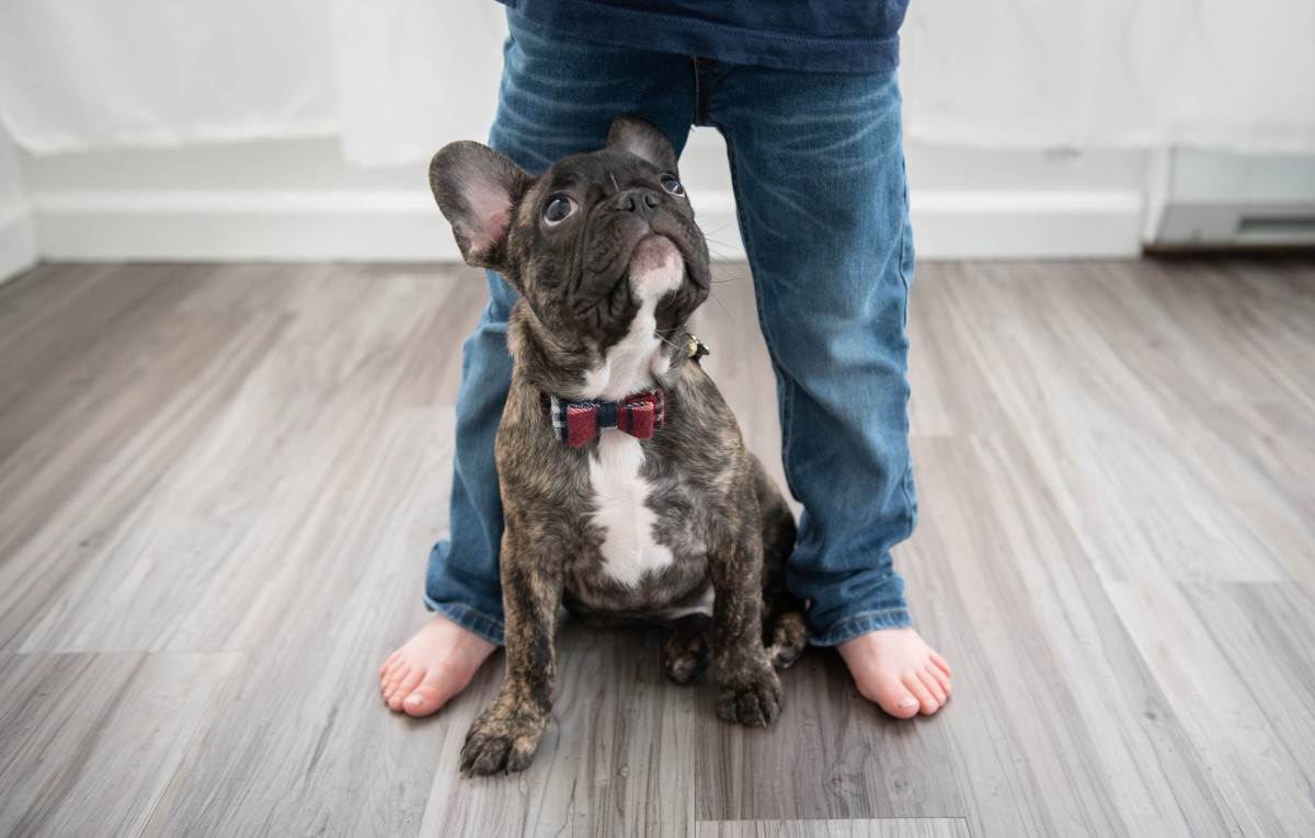 Mischievous Frenchie's 'punishment' backfires spectacularly and it's ...