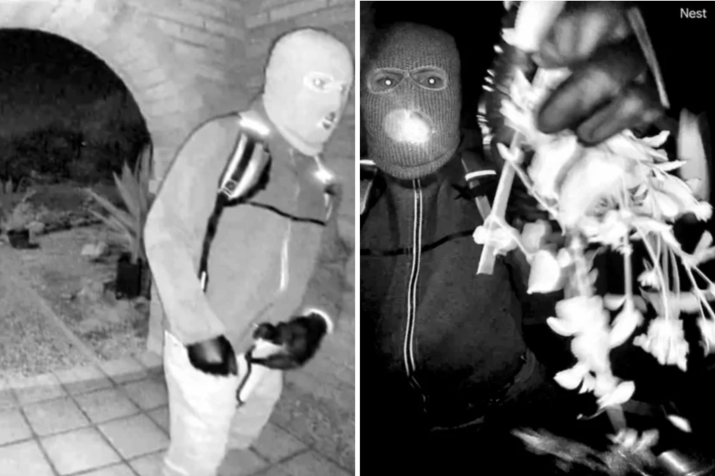 Nancy Guthrie update: Sheriff reacts to "robbery gone wrong" theory<br>