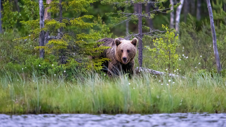 Safety tips to know before your next bear watching adventure