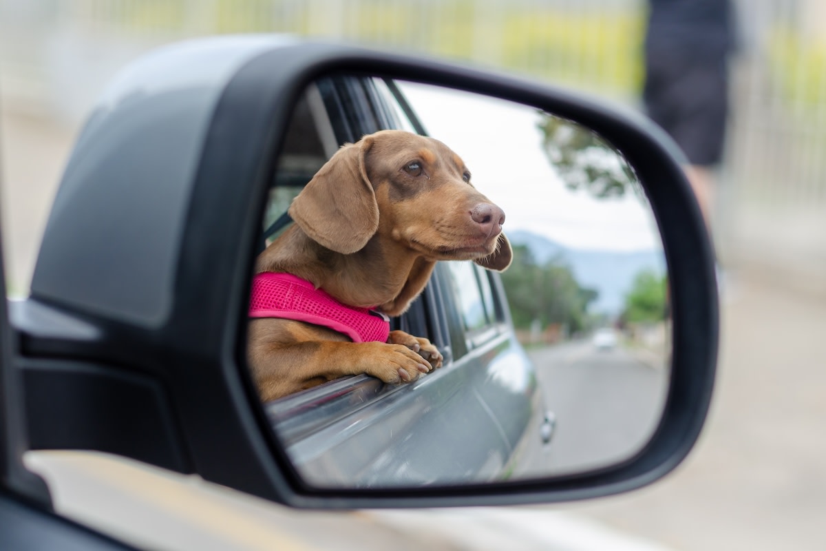 Mini dachshund refuses to ride without dad holding her paw