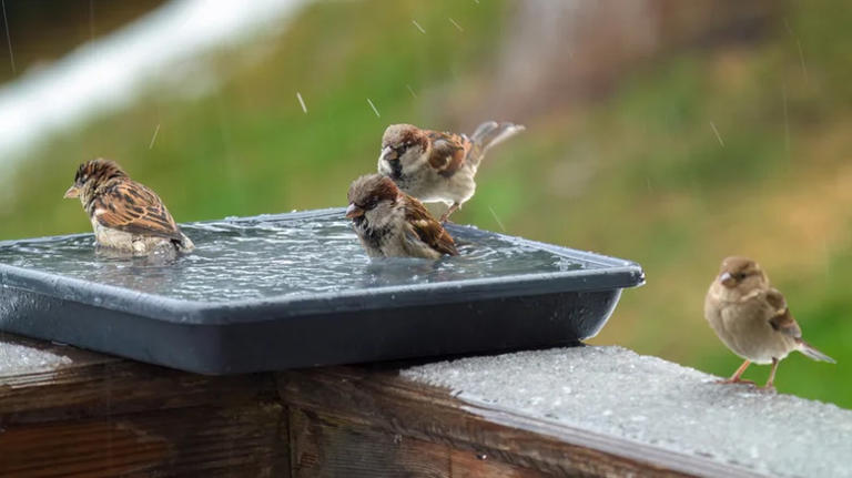 Birdbath alternatives to provide fresh water for birds