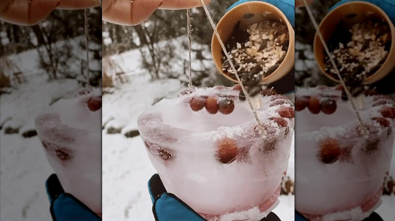 DIY a clever frozen bird feeder that keeps birds coming to your yard in ...
