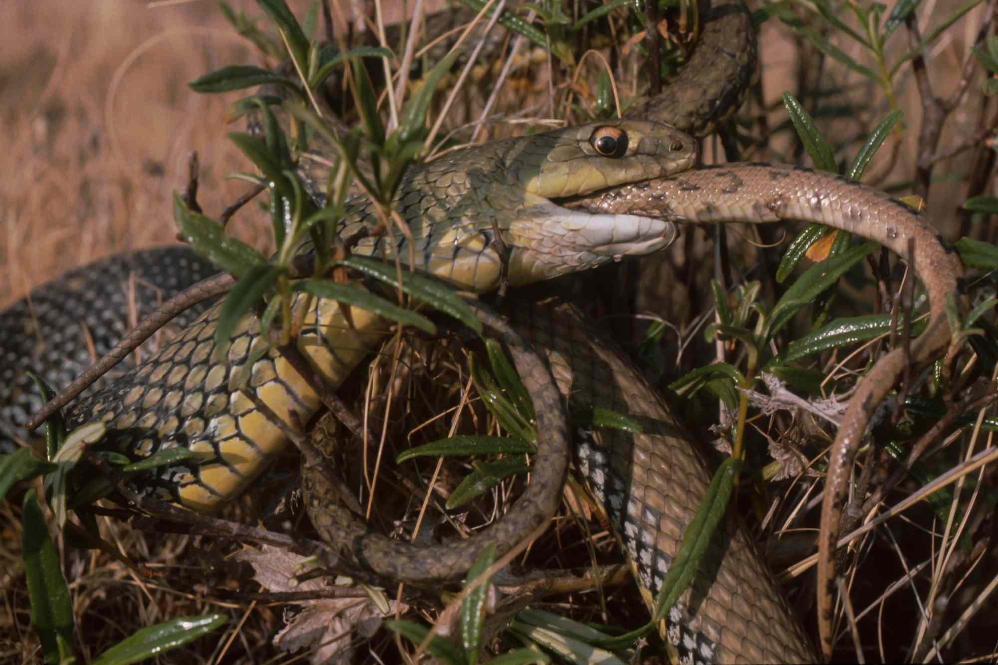 Researchers reveal cannibalism among snakes is more common than ...