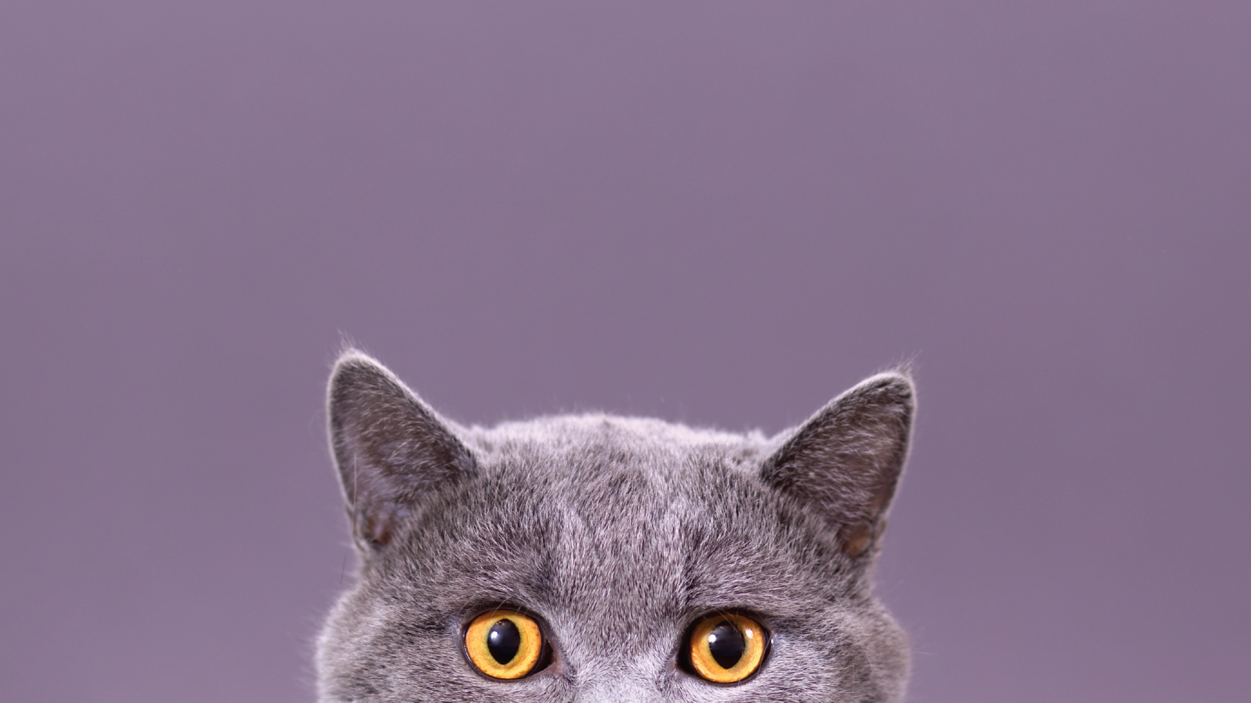 Razas de gatos ideales para apoyo emocional y compañía