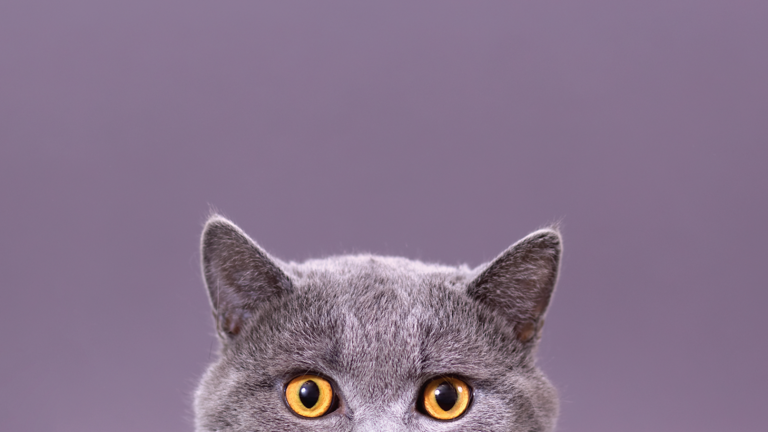 Razas de gatos ideales para apoyo emocional y compañía