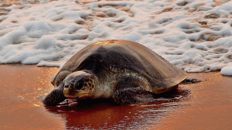 Madhya Pradesh wildlife crime racket smuggling endangered turtles via ...