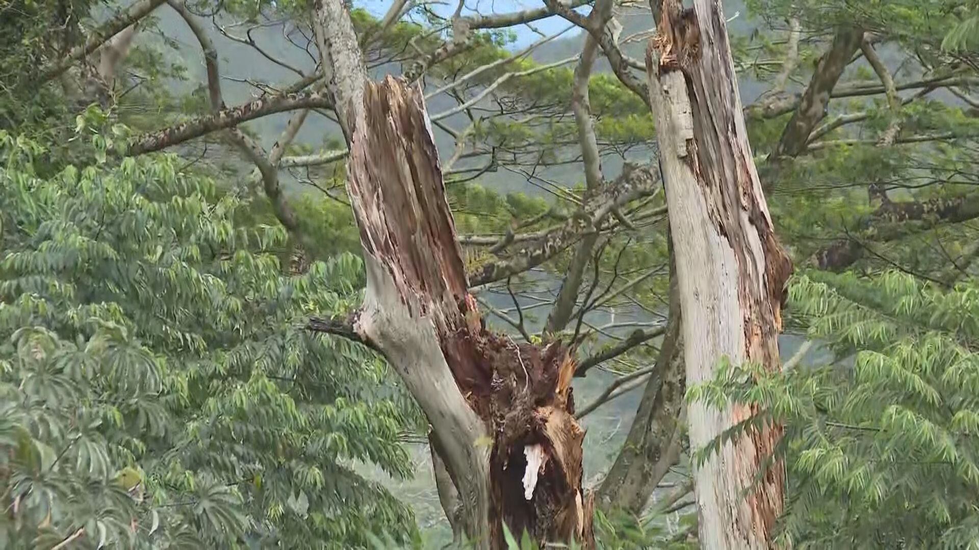 Fallen tree, branch concerns rise as crews stay busy during strong winds