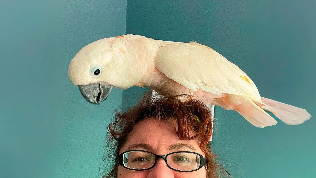 They warned her about this 'difficult' bird - he chose her anyway