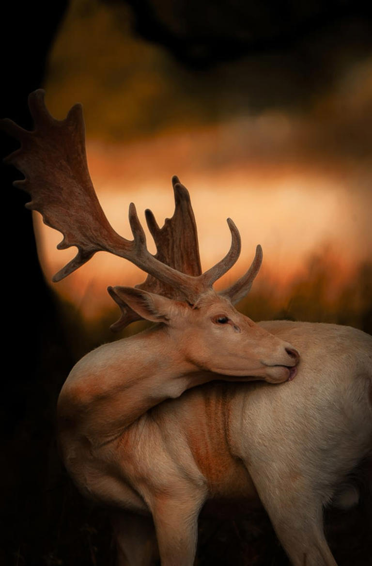 This year's best photos announced in the Sony World Photography Awards