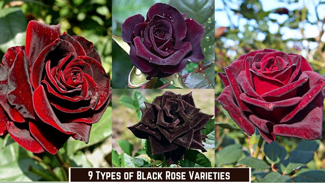 The ultimate guide to rare and beautiful black roses