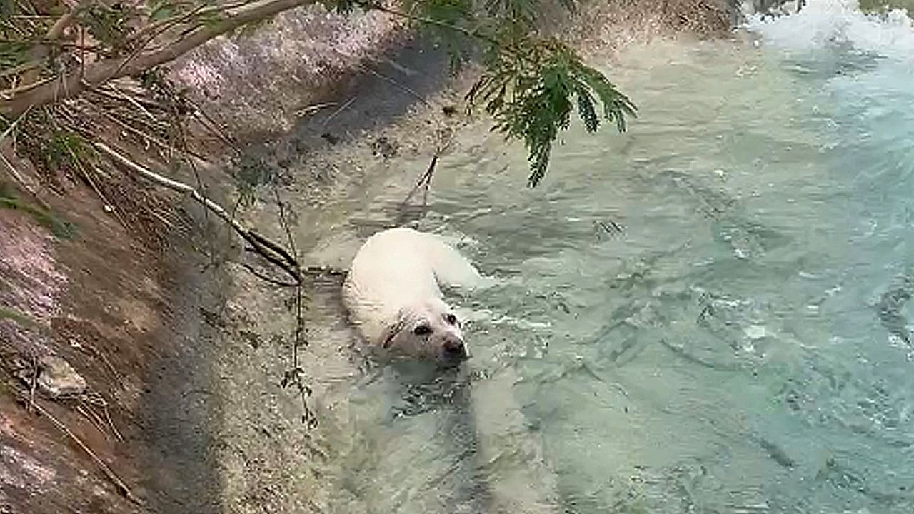 Family pulls exhausted dog out of drainage channel<br><br>