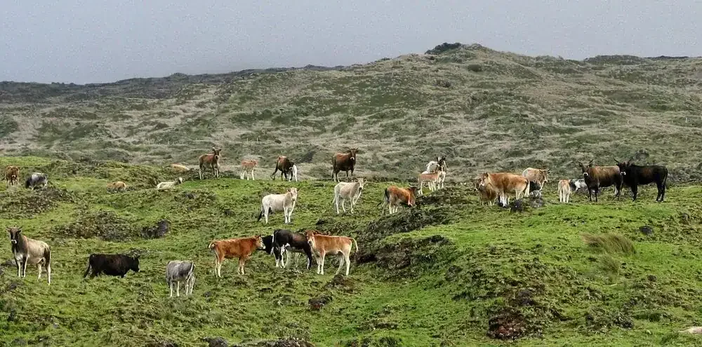 How five abandoned cows conquered a remote volcanic island