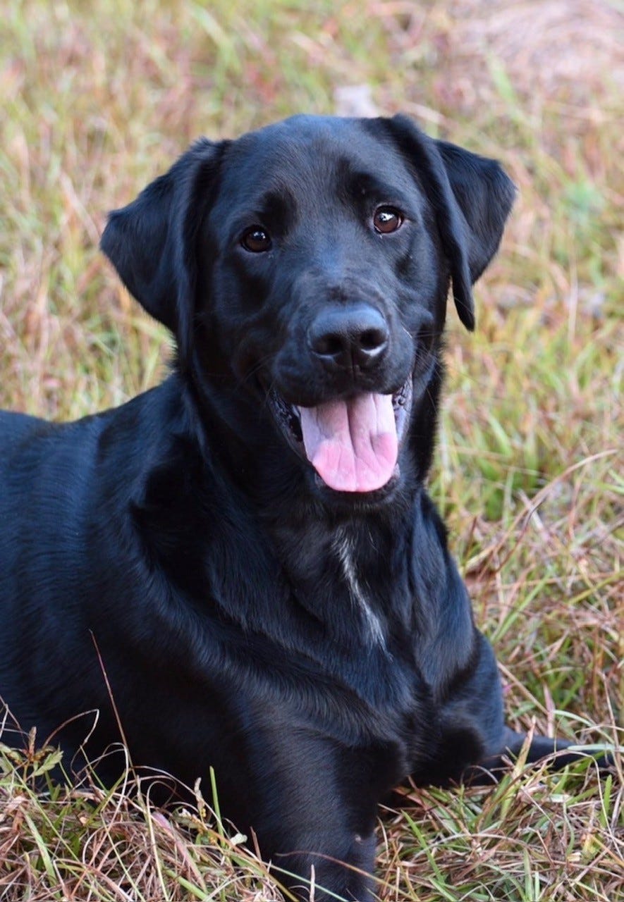 Family mourns death of dog shot by neighbor in 'Stand Your Ground' case