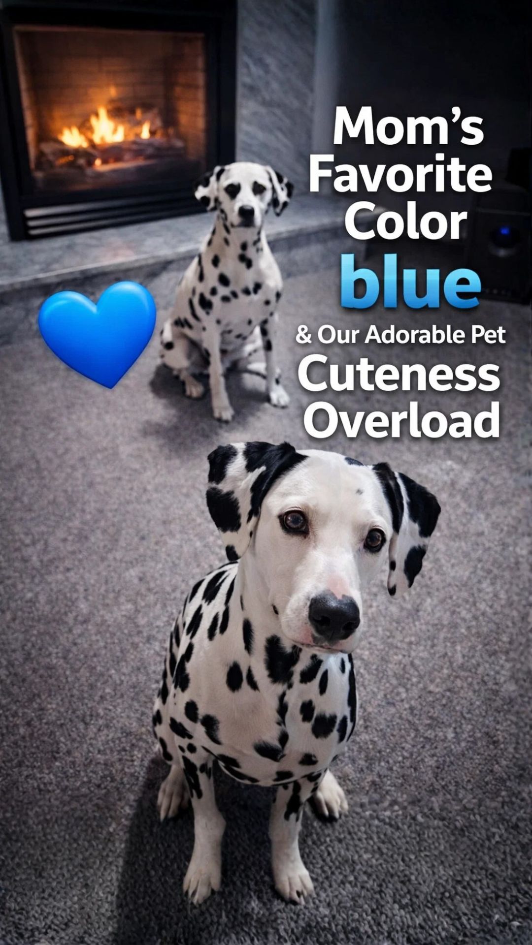 Mom’s Favorite Color Blue and Our Adorable Pet Cuteness Overload