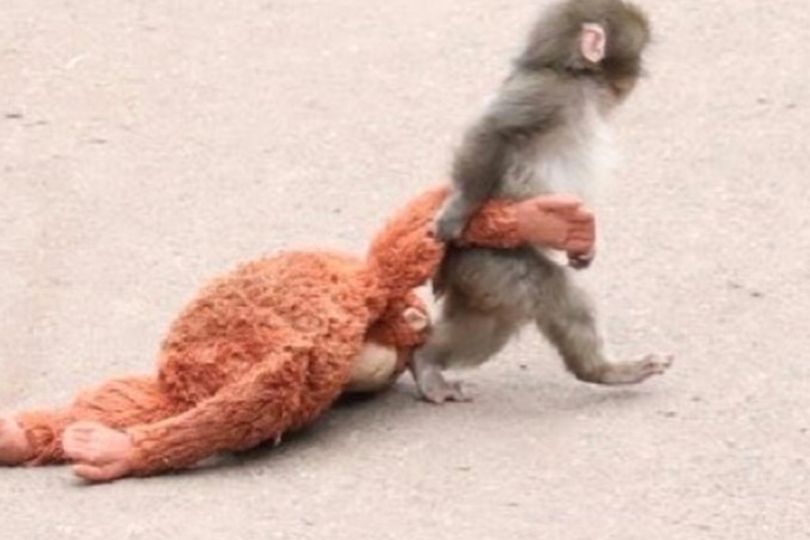 Baby monkey rejected by its mum melts hearts as it snuggles up to ...