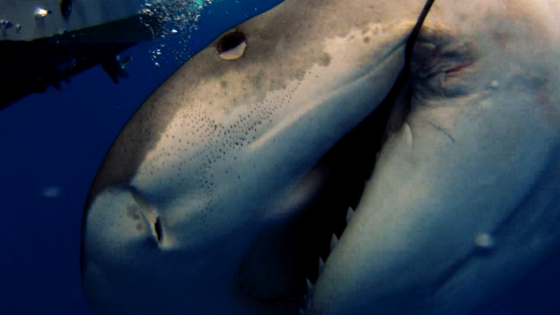 Battling monster tiger sharks off Florida’s coast waters (1 of 2)