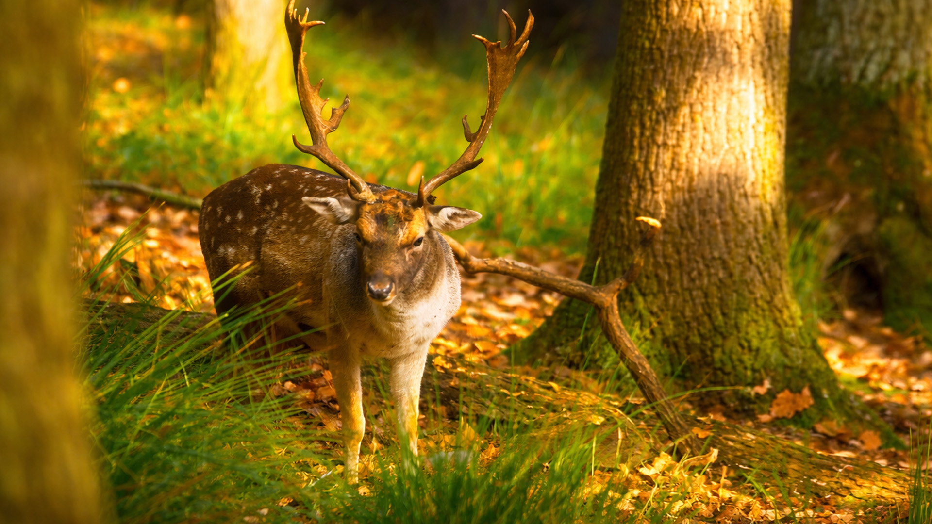 This deer walked right into my camera view