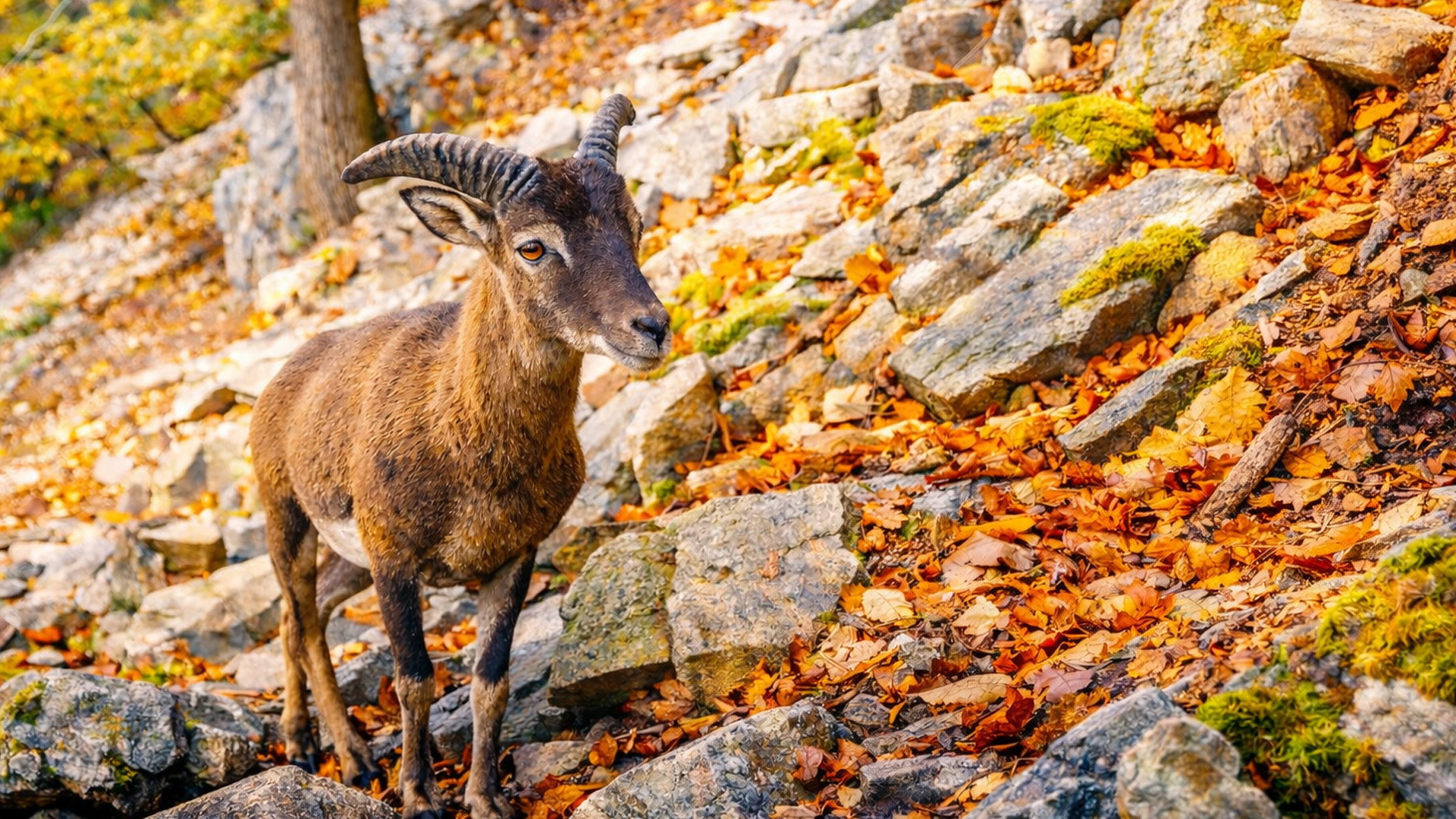 Four weeks of wildlife captured on camera trap