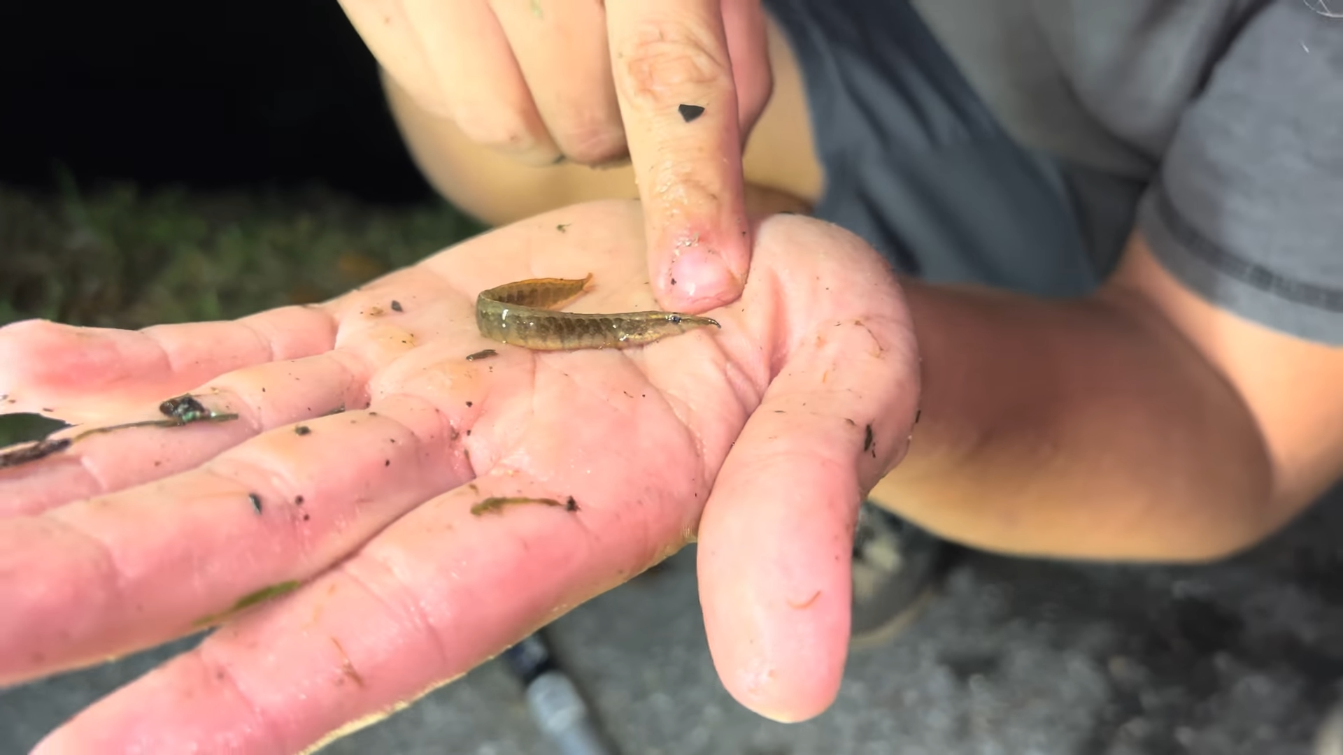 Why eels are harder to catch than fish