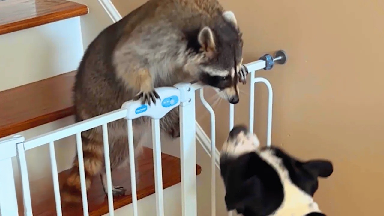 This raccoon thinks she’s a dog - and it’s the cutest thing ever