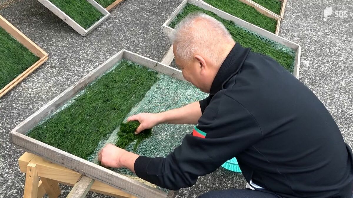 「香りの良さを楽しんで」冬の味覚・川のり収穫最盛期 1.5メートルまで成長し豊漁=静岡・松崎町