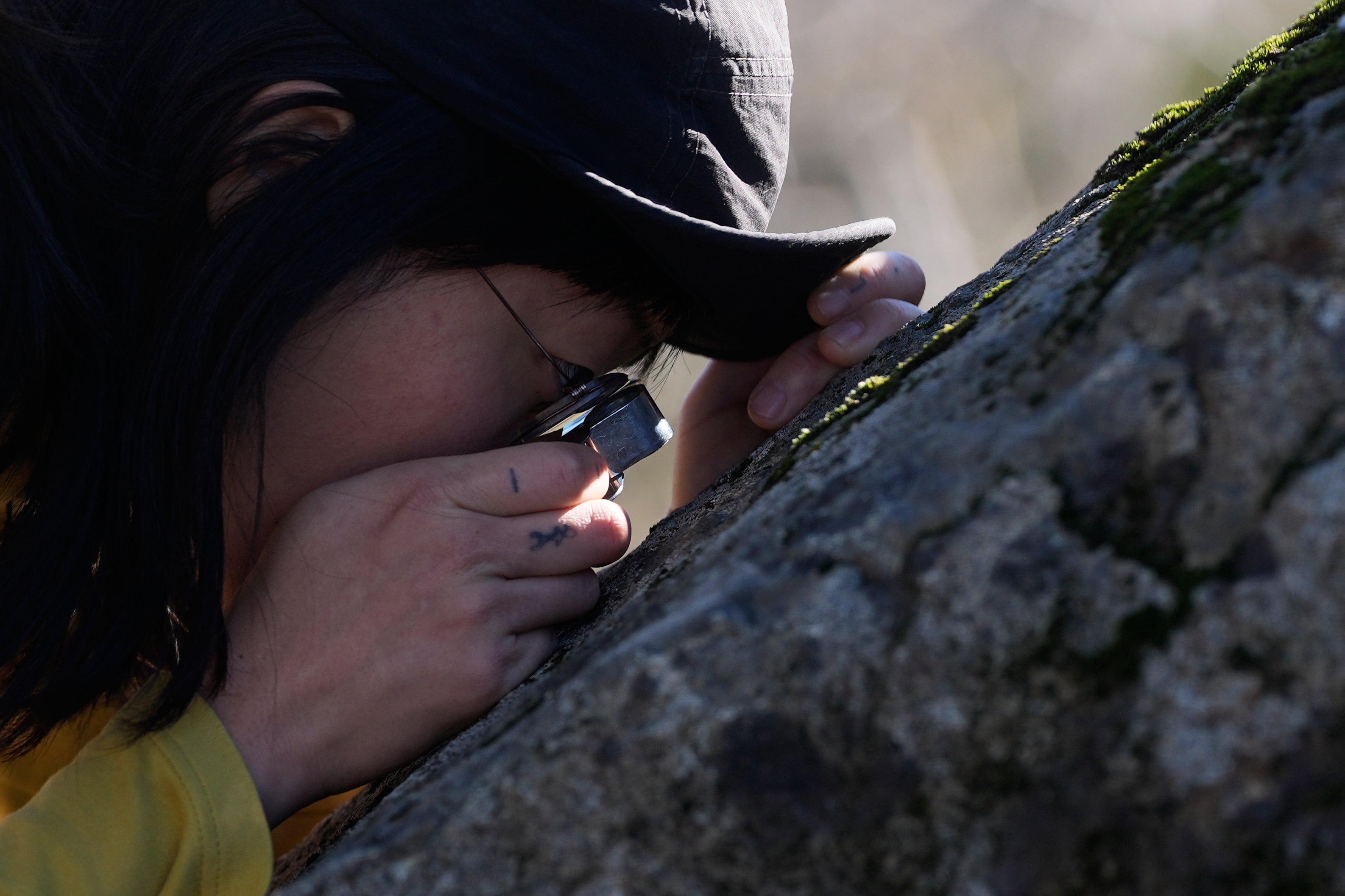 Gina Min, a member of the California Lichen Society, looks closely at lichen on a large rock (Copyright 2026 The Associated Press. All rights reserved)