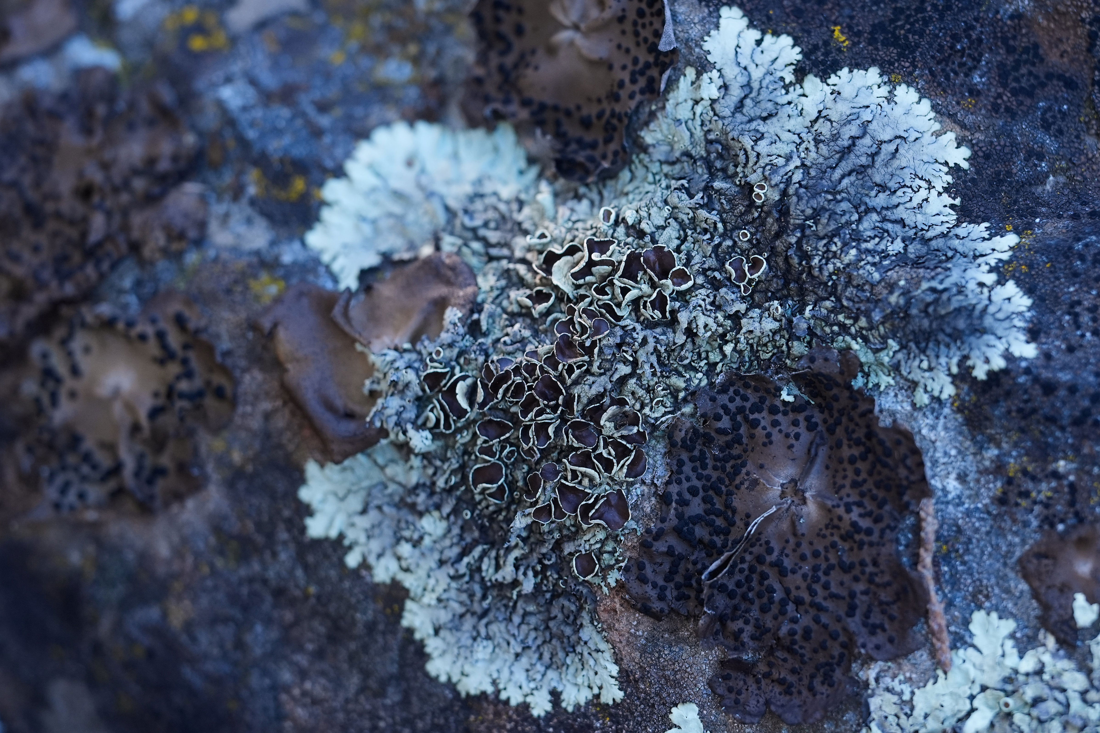 Rock shield and rock tripe lichen are visible on a large rock during a California Lichen Society field trip at the University of California, Davis' McLaughlin Reserve in Lower Lake, California (Copyright 2026 The Associated Press. All rights reserved)