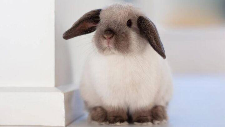 5 tips for house training a rabbit