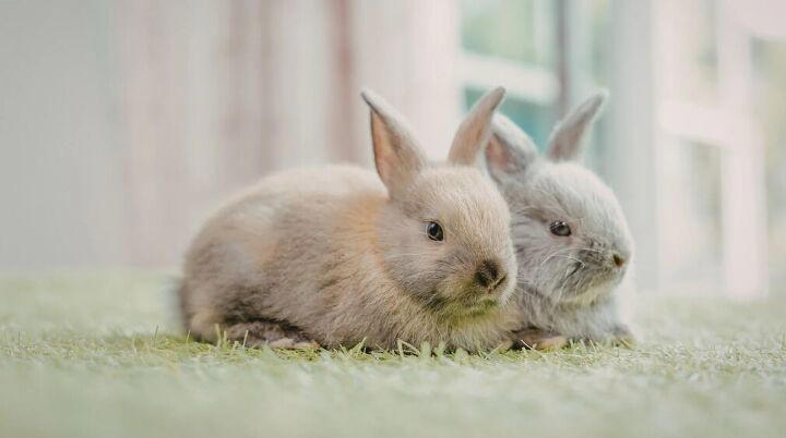 5 tips for house training a rabbit