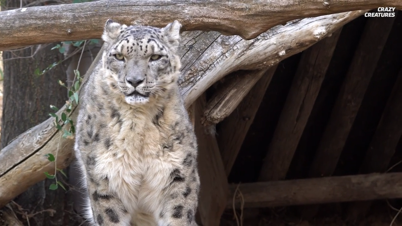 The ghost of the mountains – nature’s most elusive predator