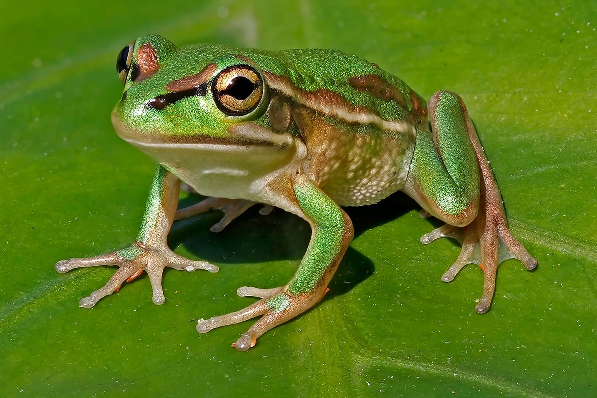 La rana verde e dorata torna a vivere grazie a un progetto rivoluzionario