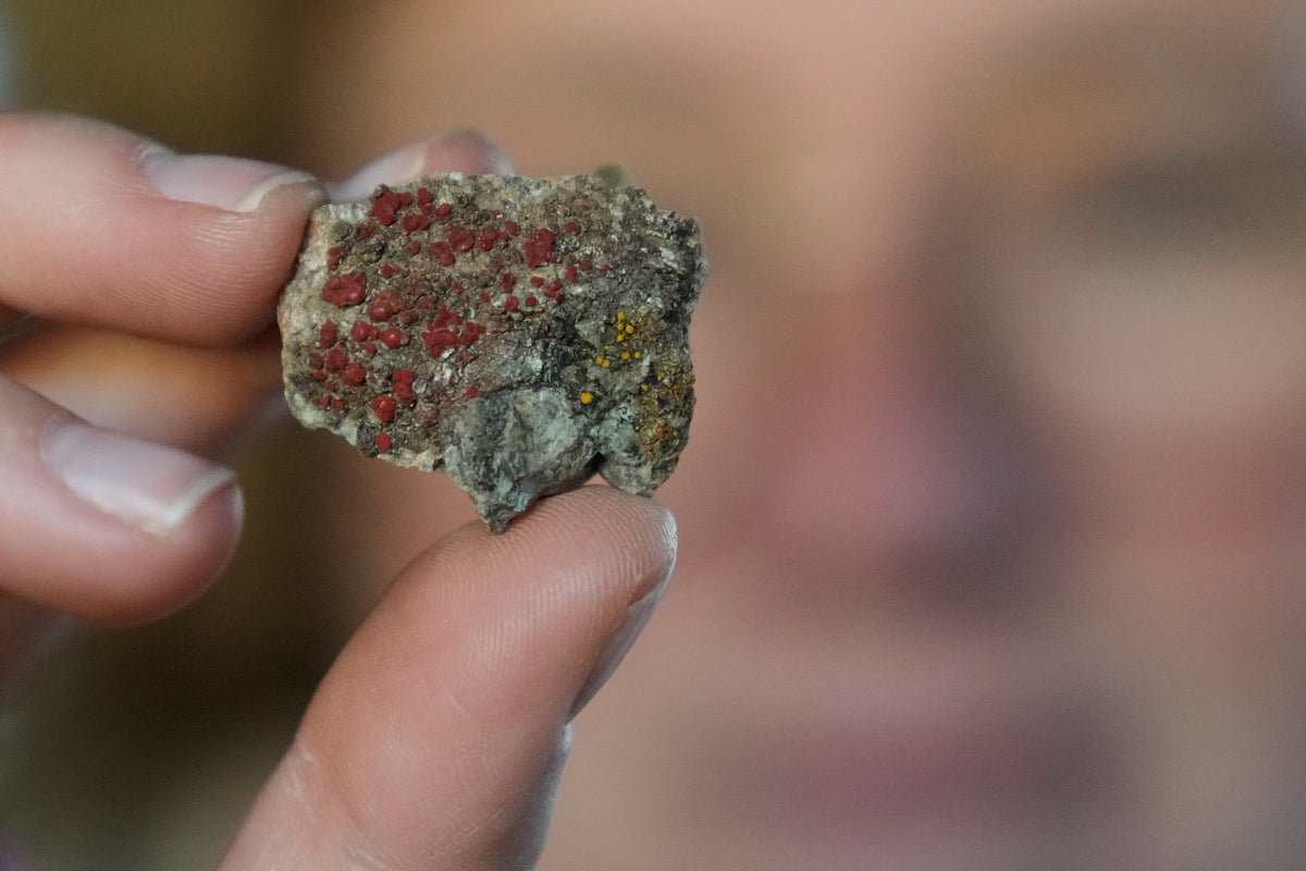 Climate Fungi Conservation