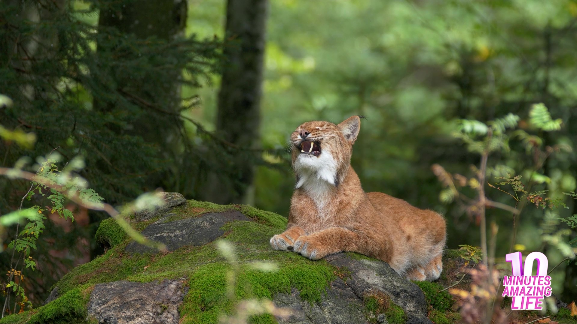 Did this lynx just issue a silent warning
