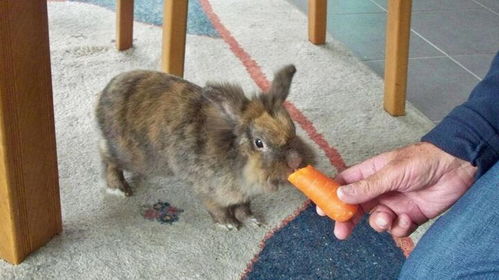 5 tips for house training a rabbit
