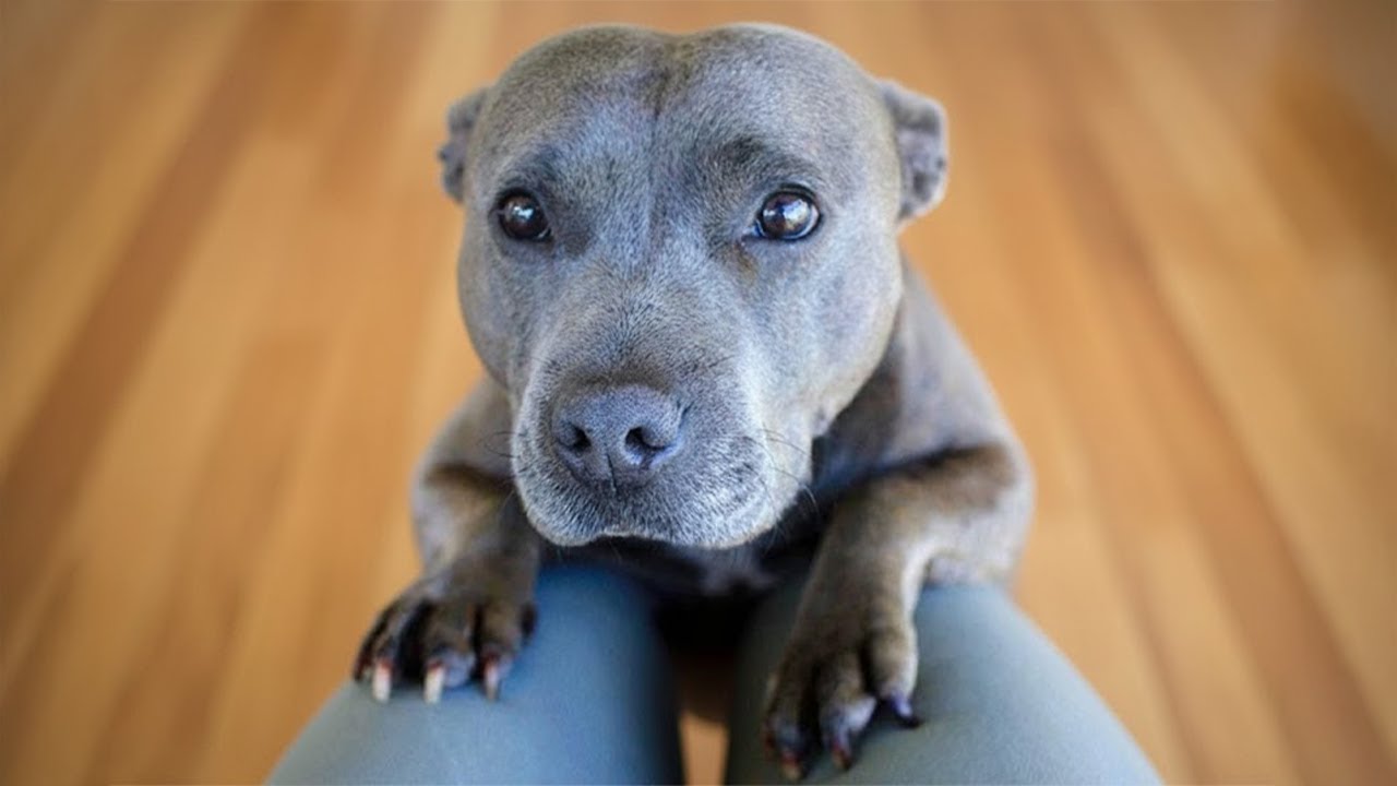 Dog asks for pets politely and melts every human heart