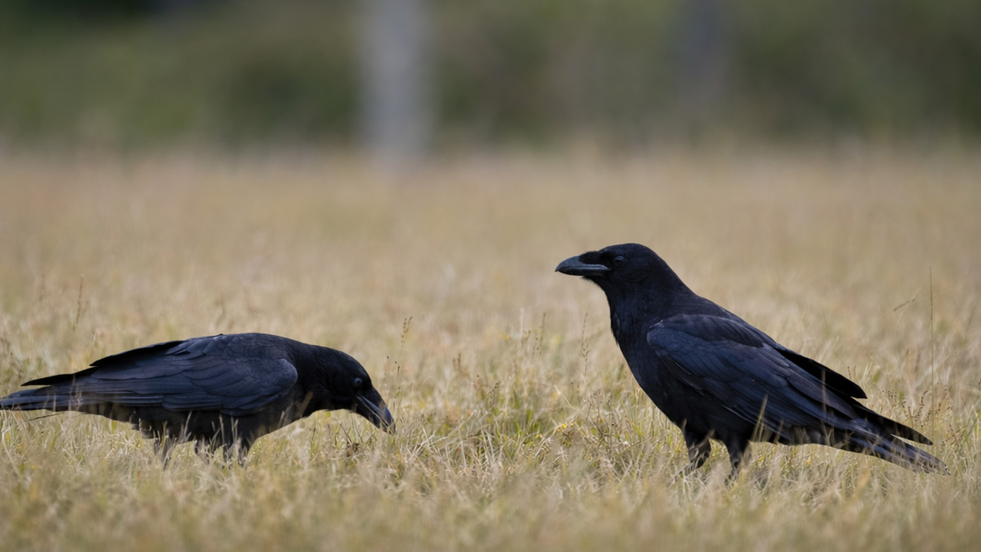 I was lucky to capture these ravens together