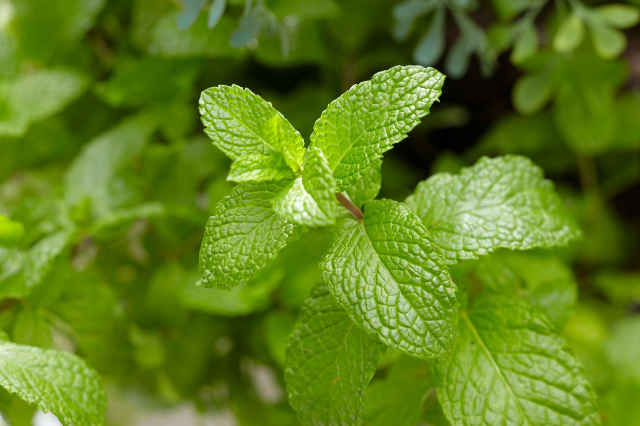 close-up of mint plant