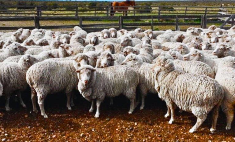 A country is covering its barren fields with sheep’s wool, and the ...