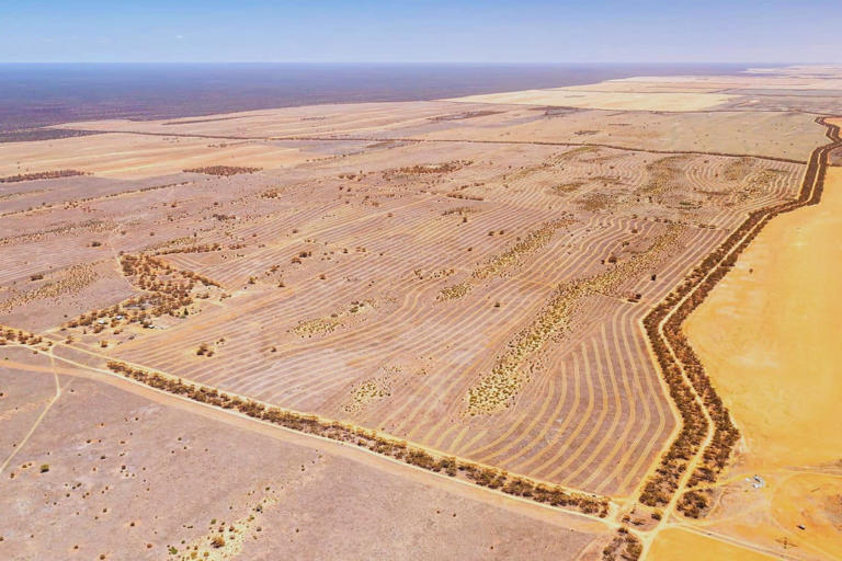 A country is covering its barren fields with sheep’s wool, and the ...