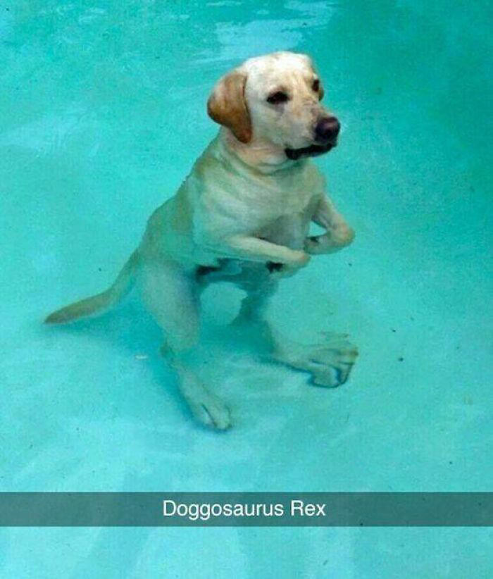 48 adorable dog memes to warm your heart and make you laugh
