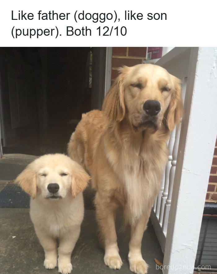 48 adorable dog memes to warm your heart and make you laugh