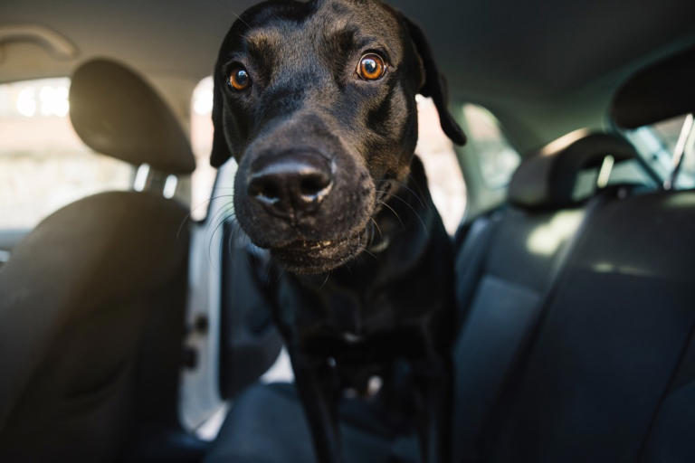Dog's reaction as he’s driven home for the first time ever melts hearts