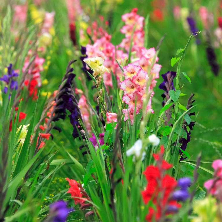 7 summer-flowering bulbs I'm planting in February for guaranteed colour ...