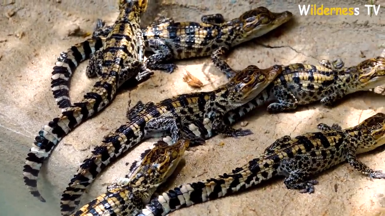 They dug deeper than planned, not knowing if the crocodile pond would hold